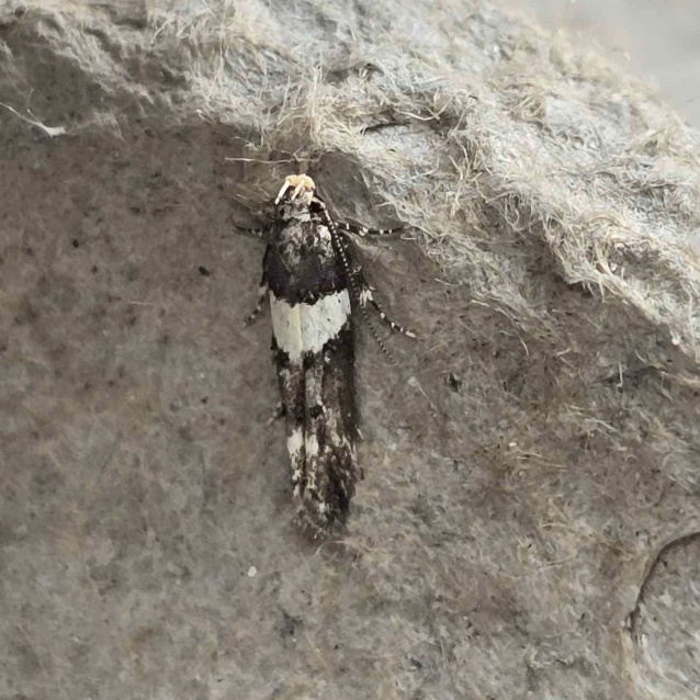 Photo of White-barred Groundling (Recurvaria leucatella)